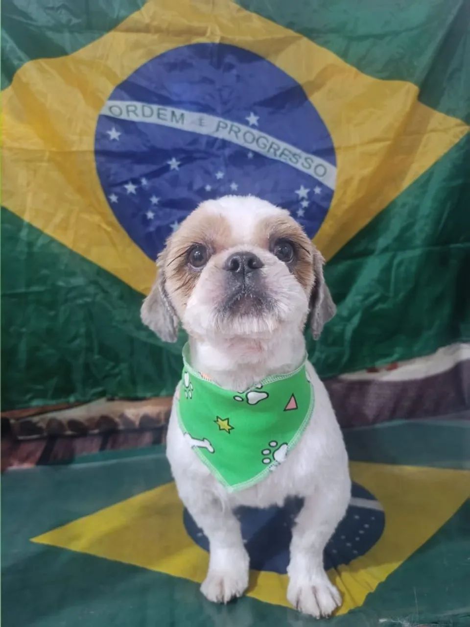 Doação de Shitzu  - Foto 2