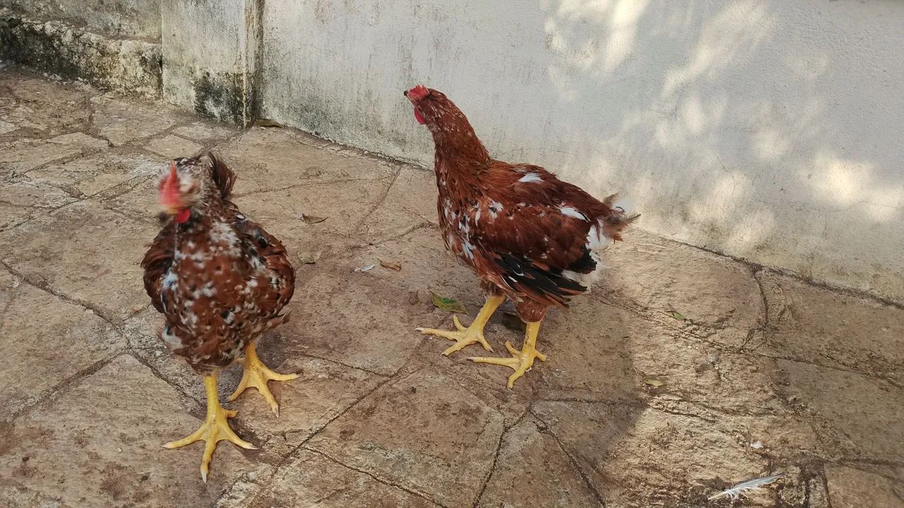 2 franguinhos de Gsb  - Foto 4