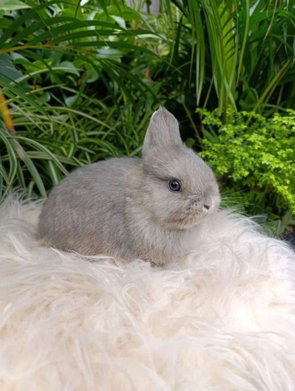 Coelho netherland Dwarf - Foto 3