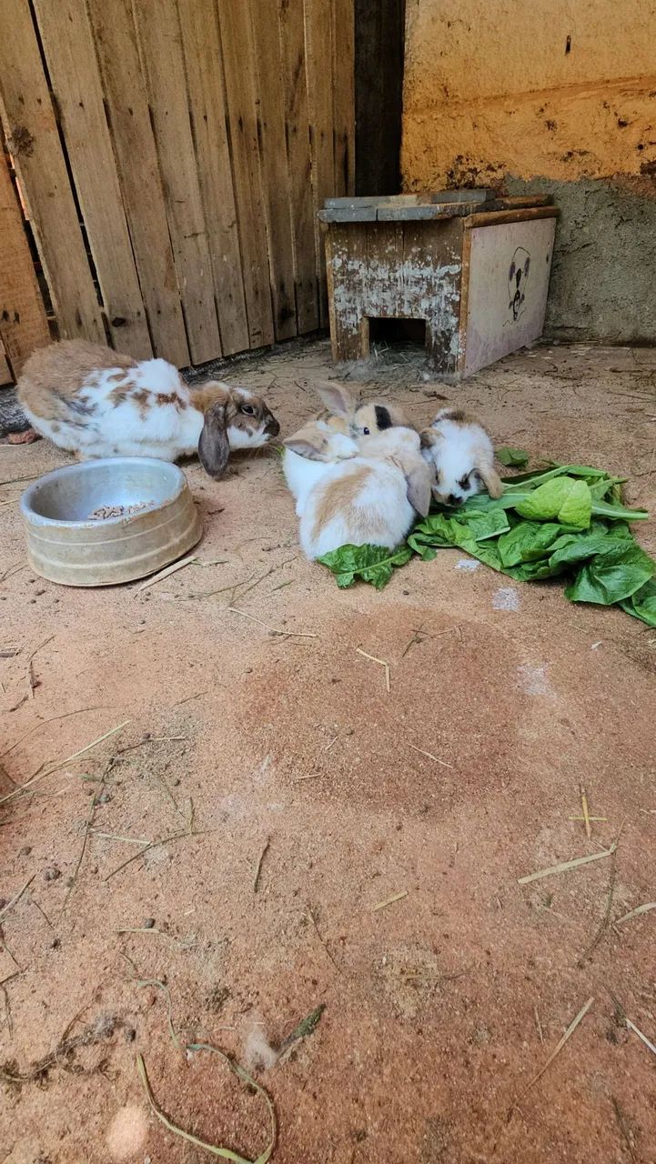 Coelho mini lop  - Foto 2