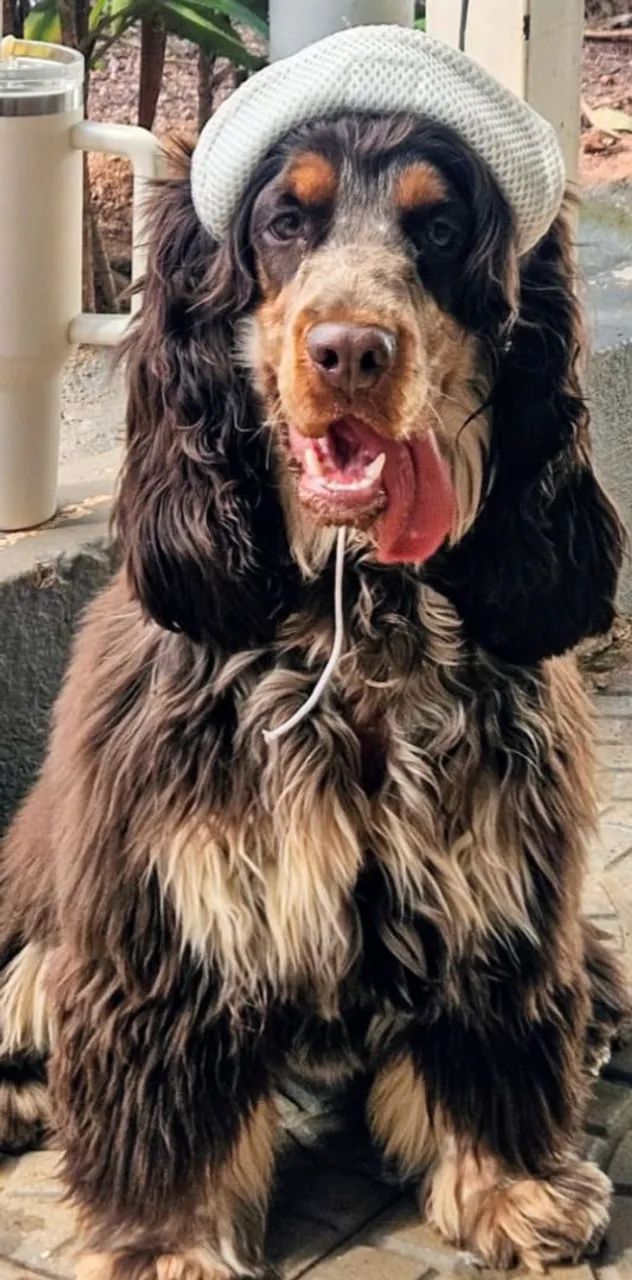 Filhotes Cocker inglês 
