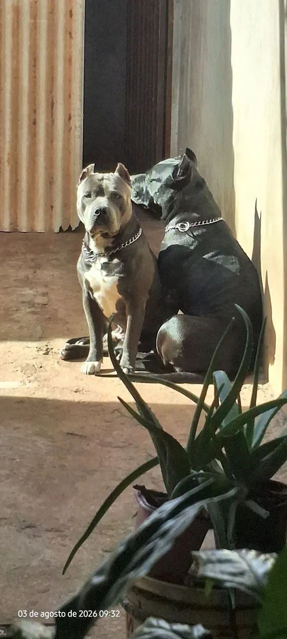 Pitmonster Blue  - Foto 4