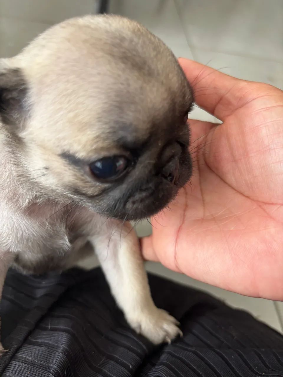 Última fêmea Pug  - Foto 2