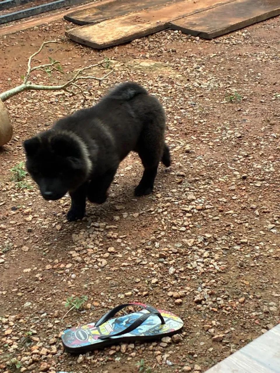 Filhotes Chow Chow  - Foto 3