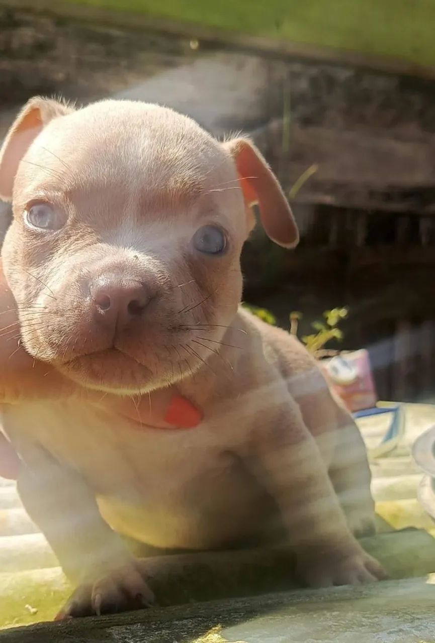Animais de estimação  - Foto 4