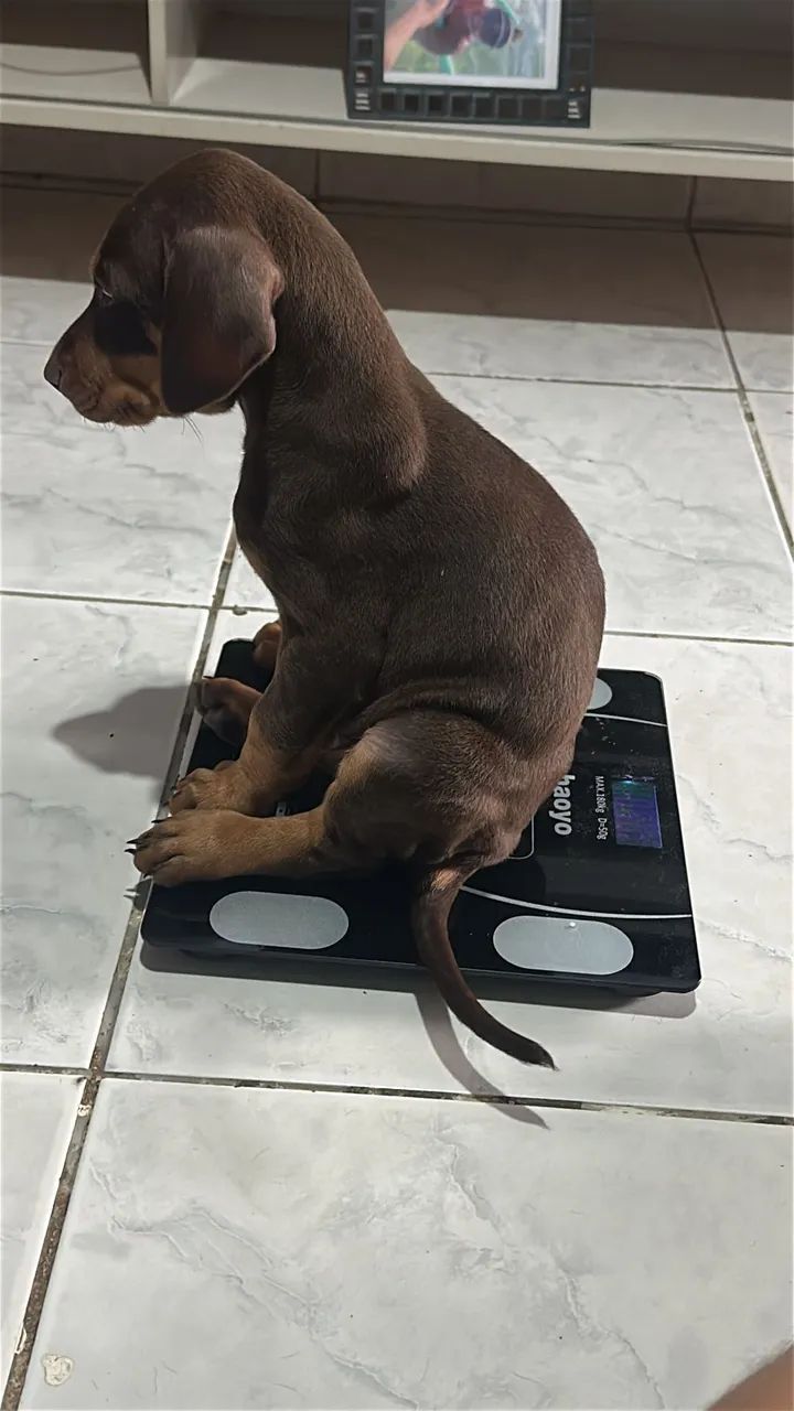 Vendo - Foto 3