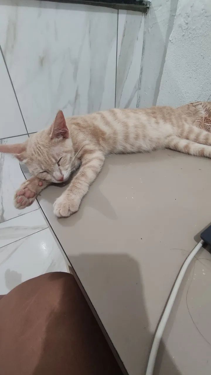 Gatinho para adoção  - Foto 4