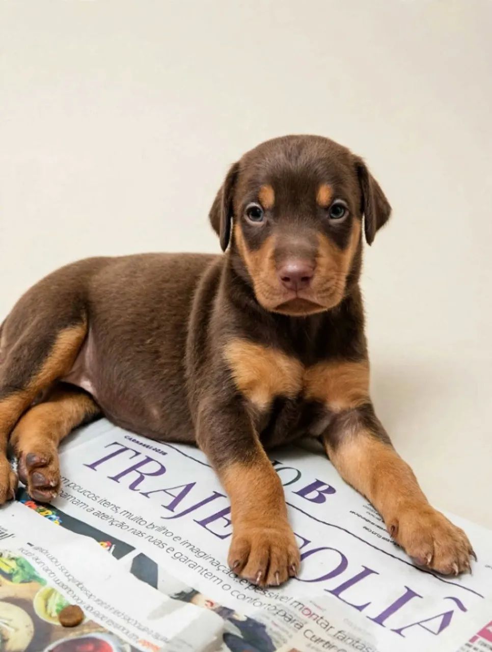 Filhote de Dobermann - Foto 2
