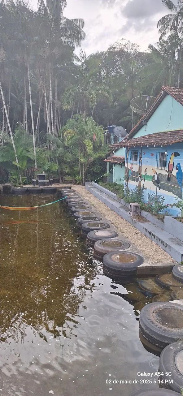Sitio em Ourém com + de 100 pés de açaí  - Foto 2