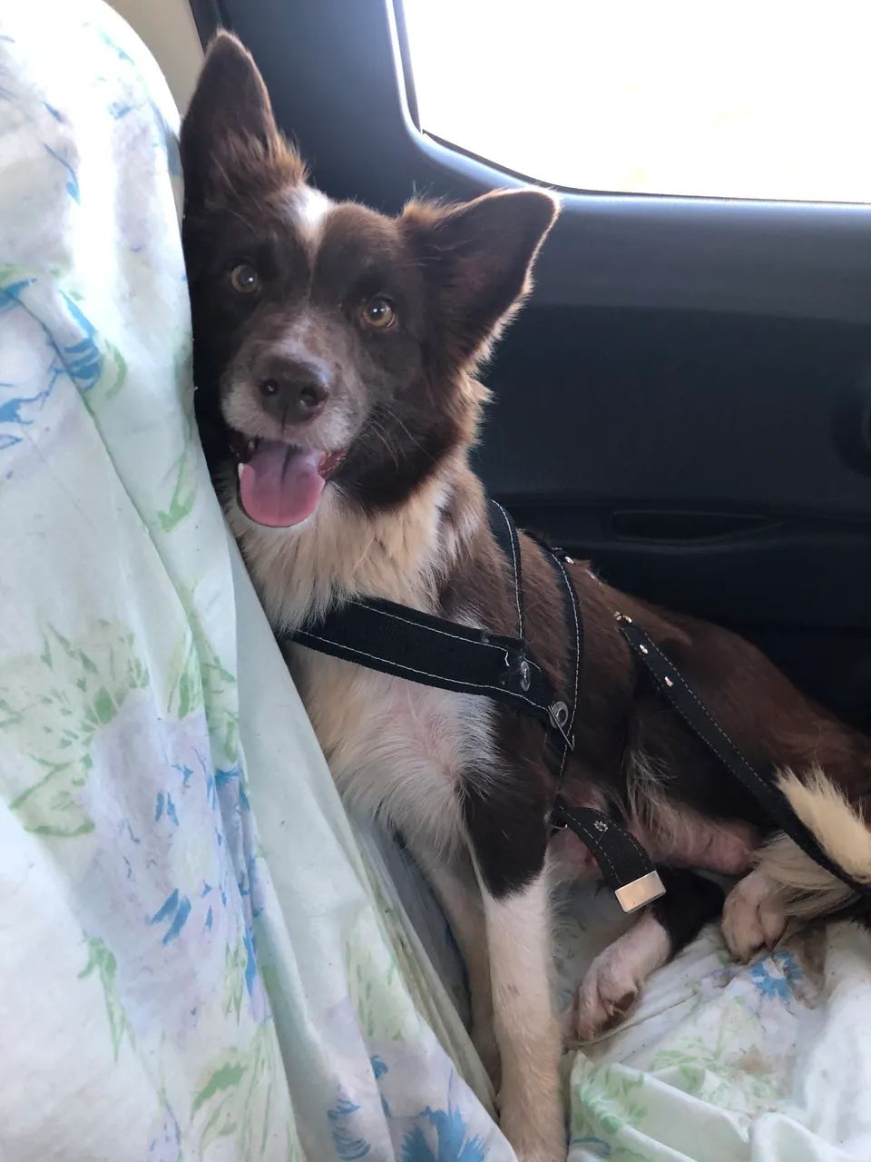Border Collie pelagem Sable Merle - Foto 4
