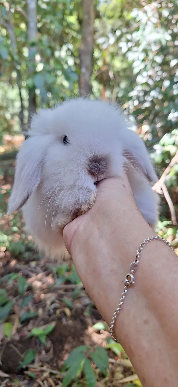 Lindos mini coelhos fuzzy lop