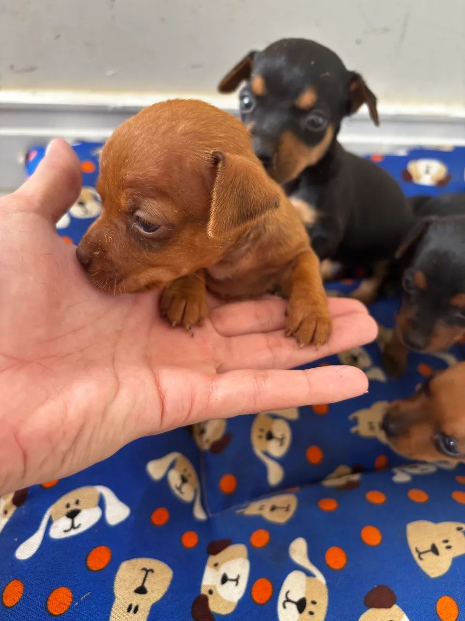 Vende se filhote de pinscher  - Foto 4