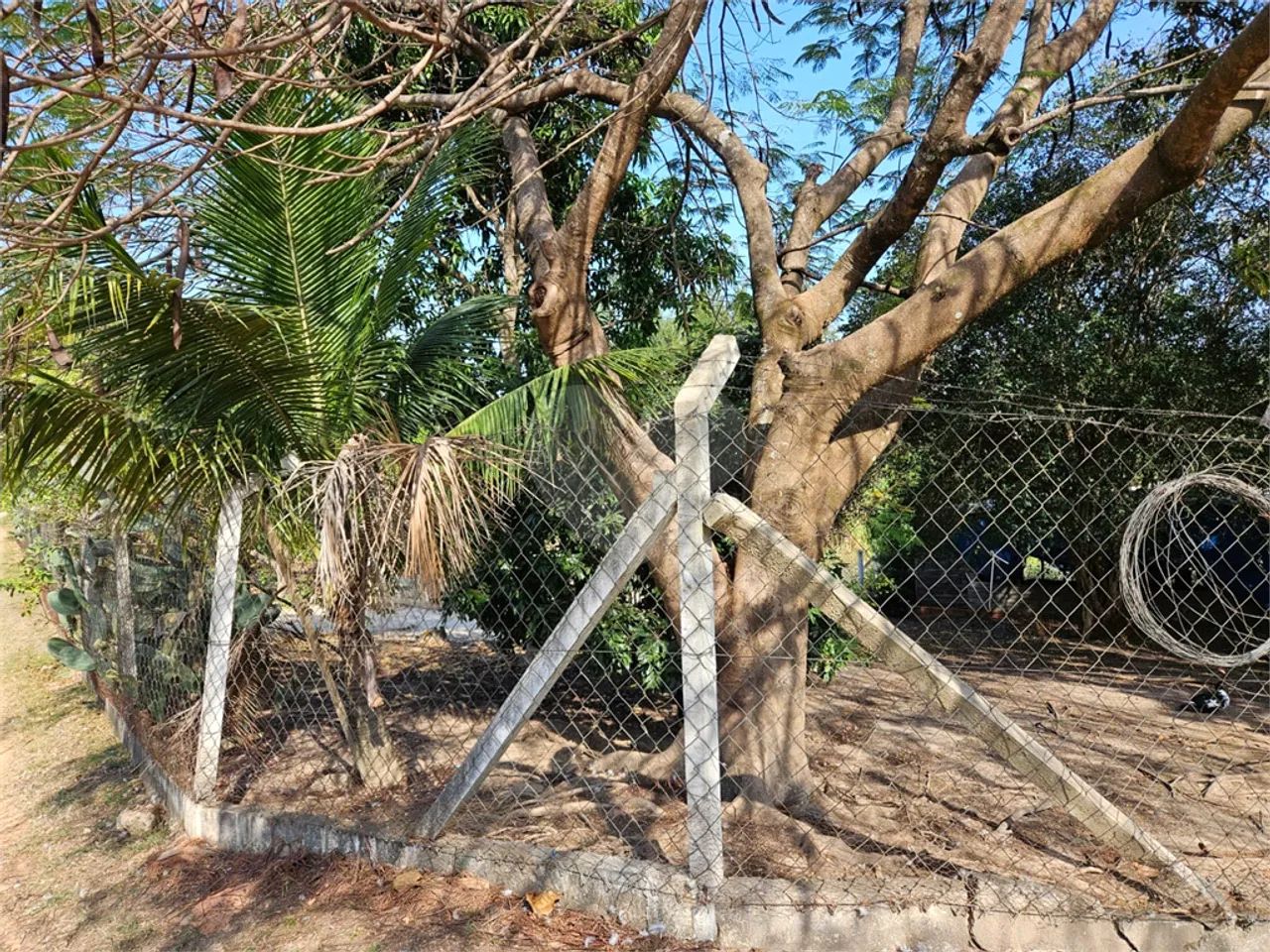 Sitio com 3.000 pés de uvas - Foto 4