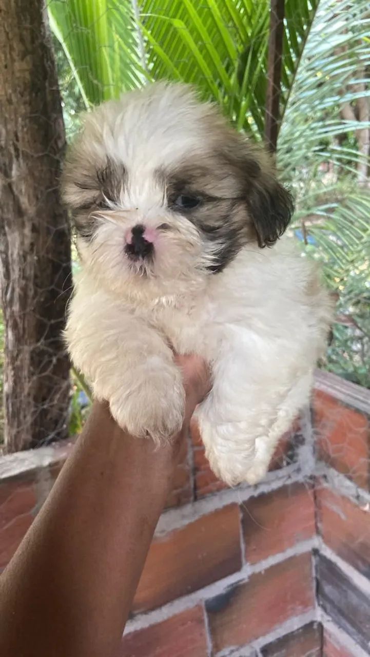Cachorro  - Foto 4