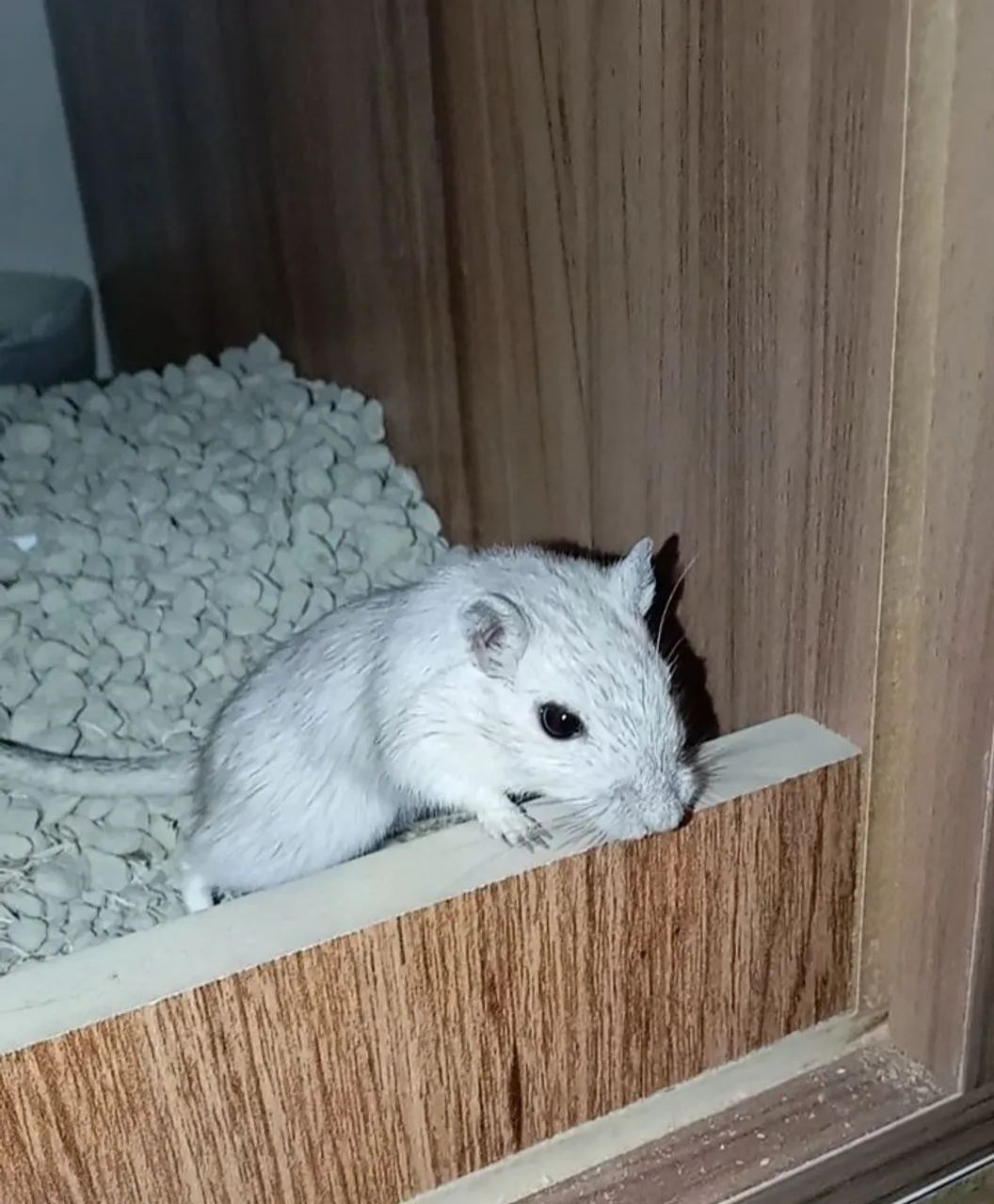 Esquilo da Mongólia  - Foto 3