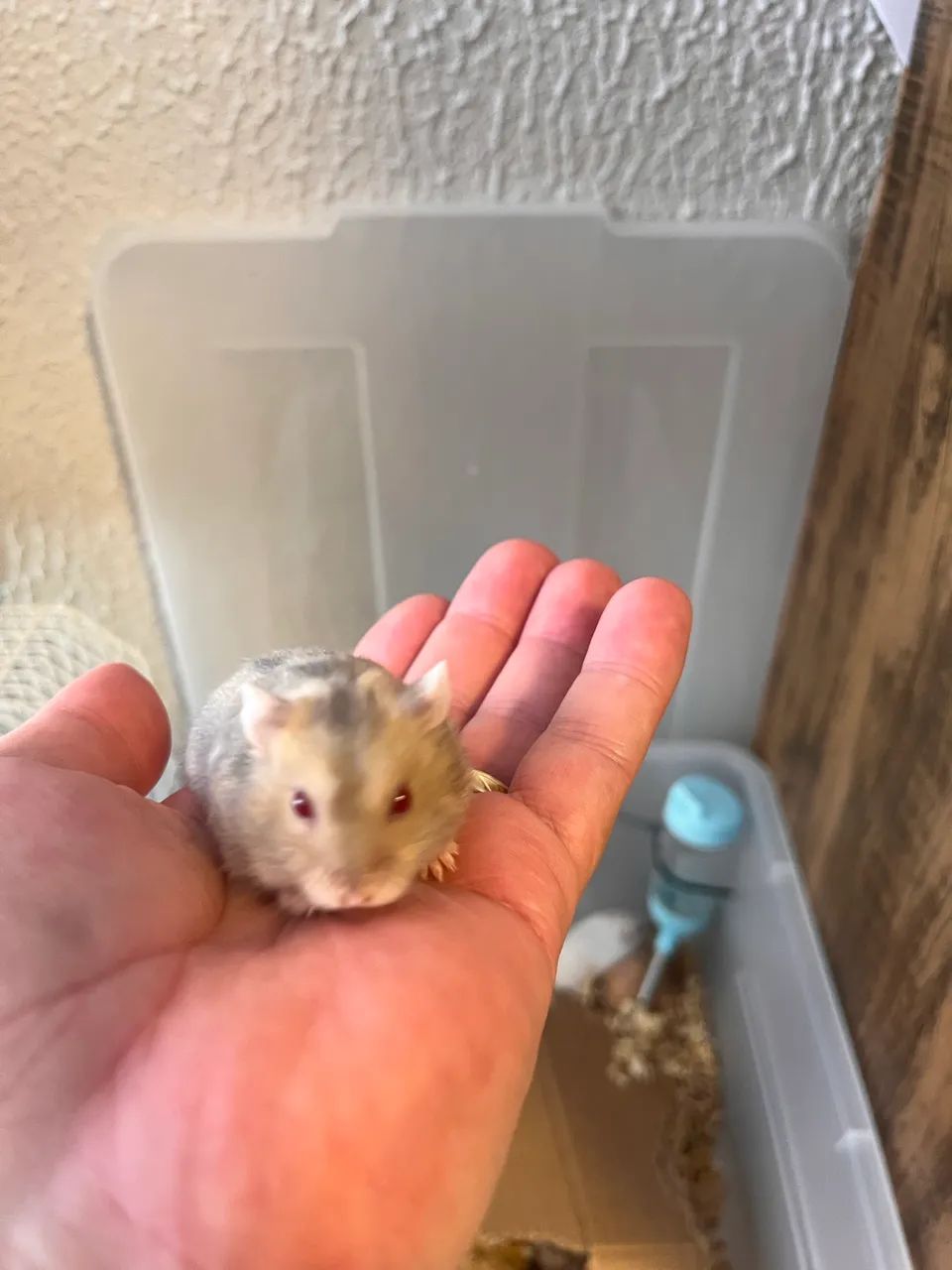 Ramister anão Russo - Foto 4