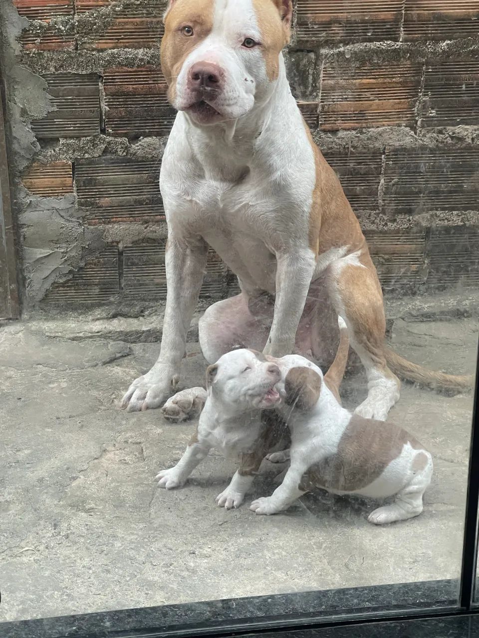 Pitbull puro monster  - Foto 4