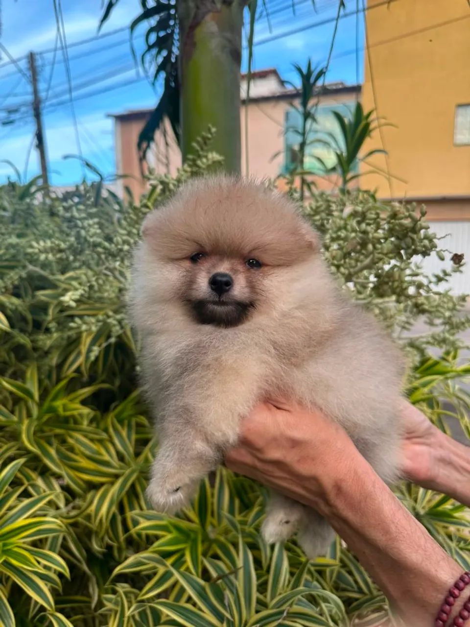 Glorioso  spitz alemão macho - Foto 3