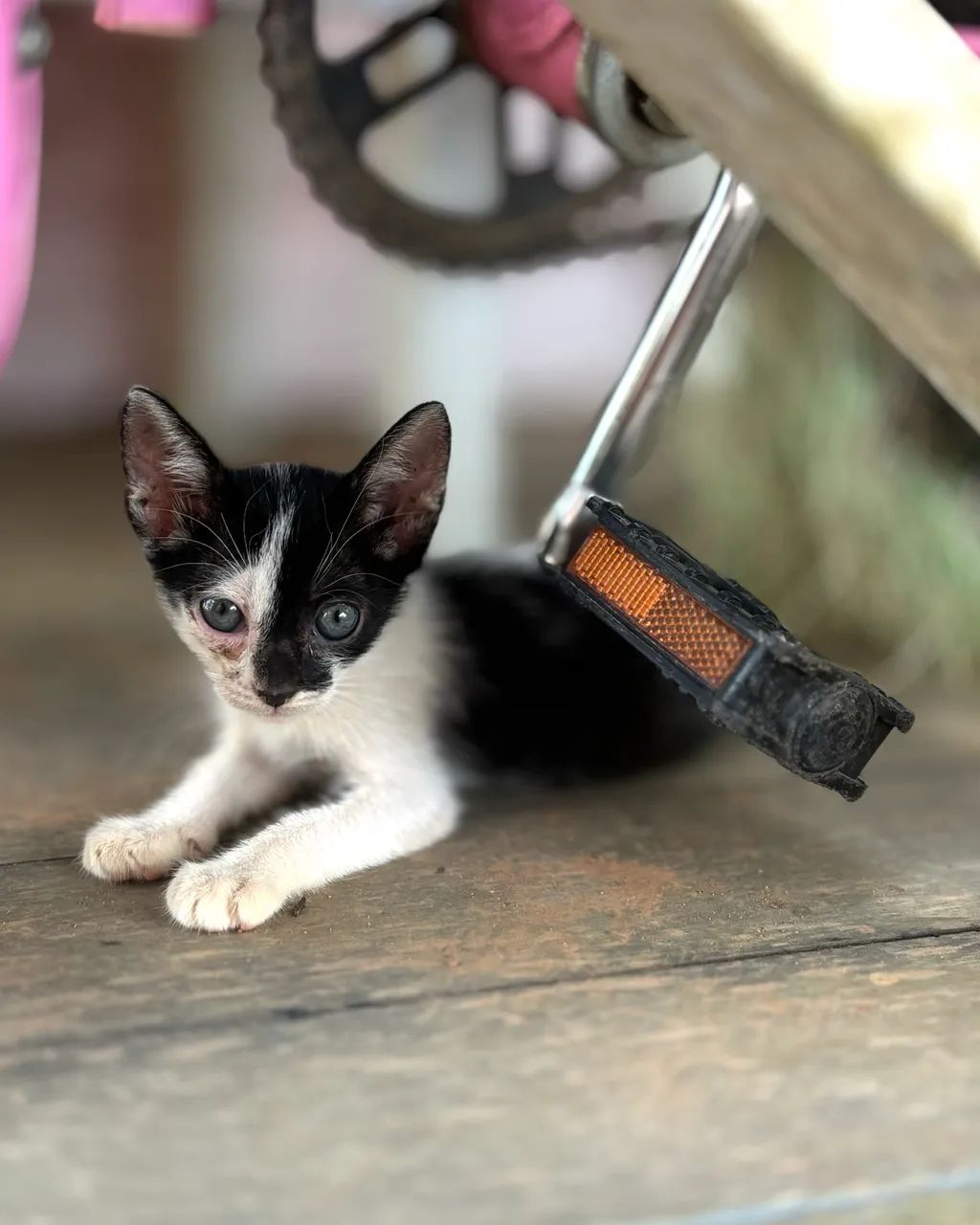 Filhotes de gato para doação  - Foto 2