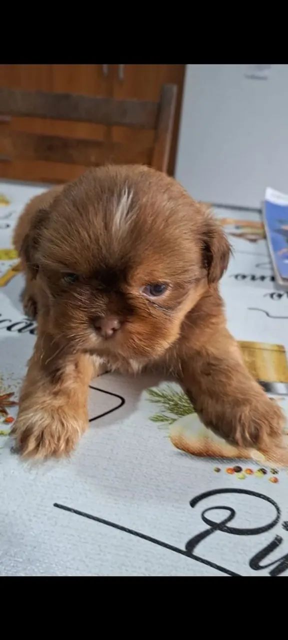 Cão Shitzu  - Foto 4
