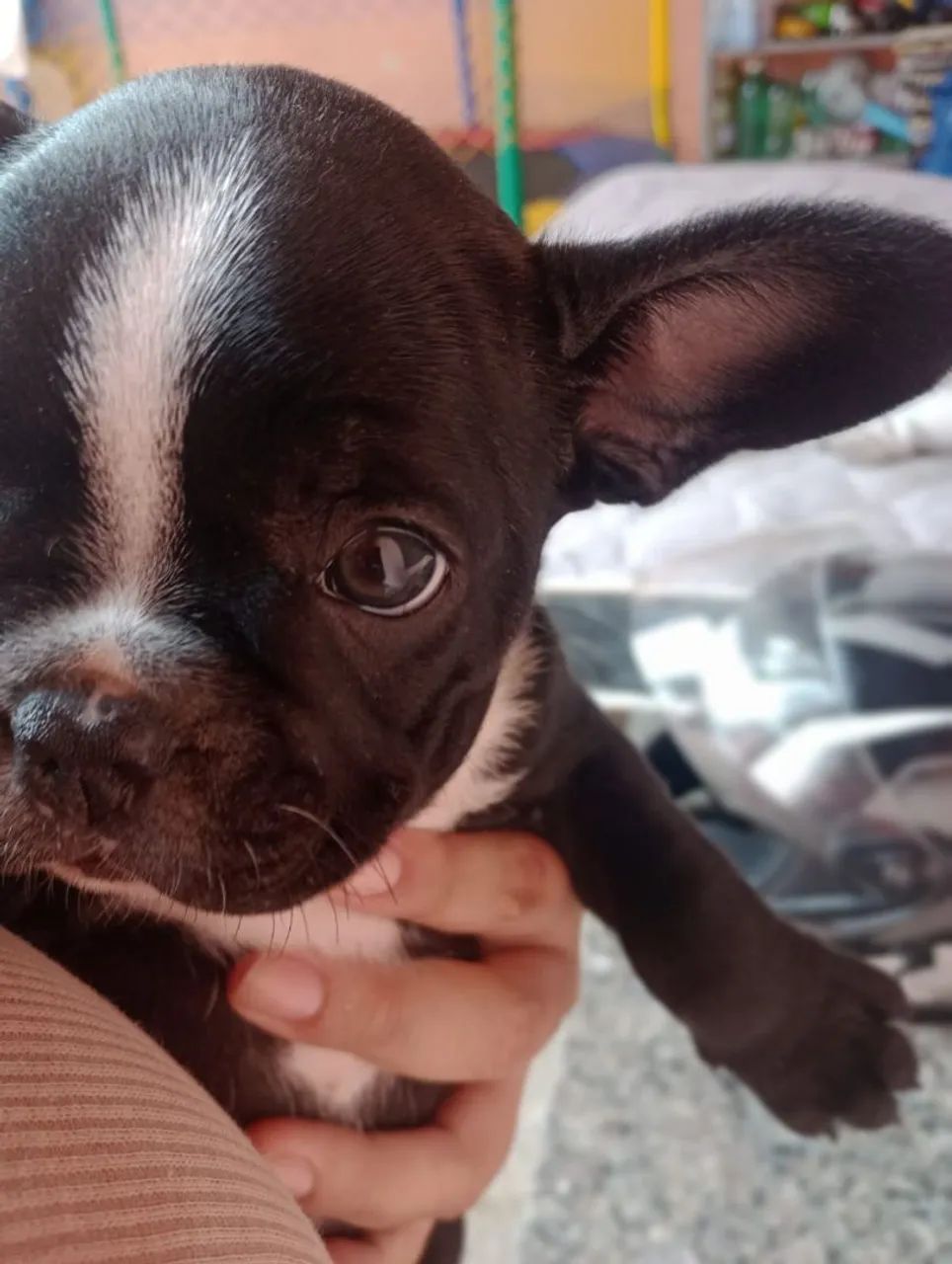 Bulldog Francês 