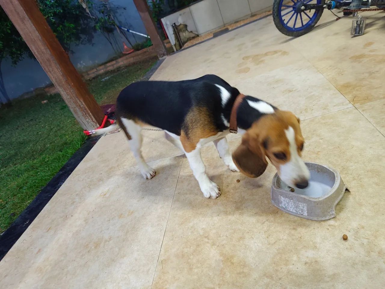 Cachorro  - Foto 2