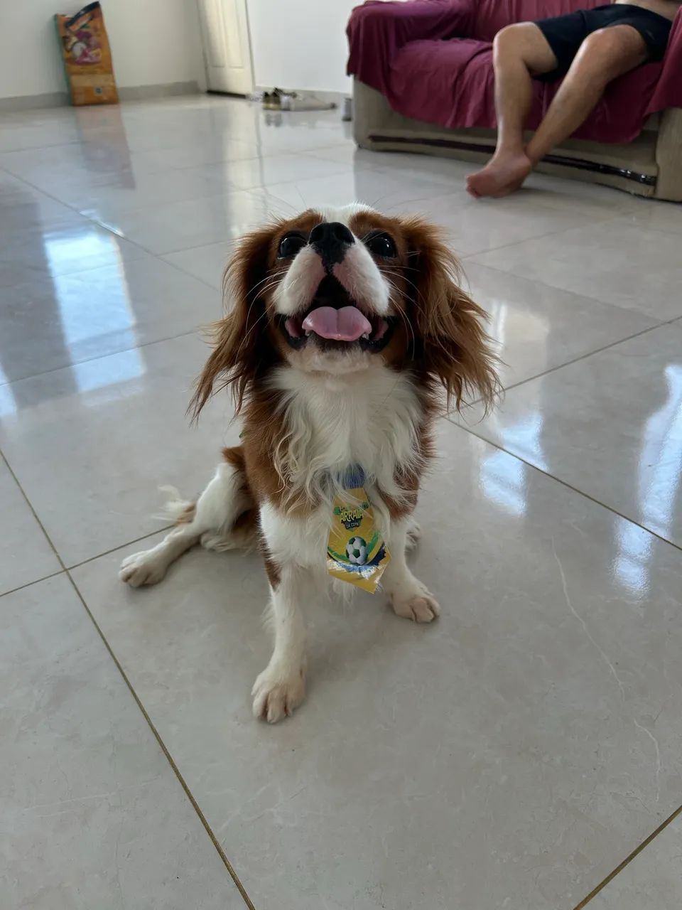 Vende-se Cavalier King Charles Spaniel - Foto 2