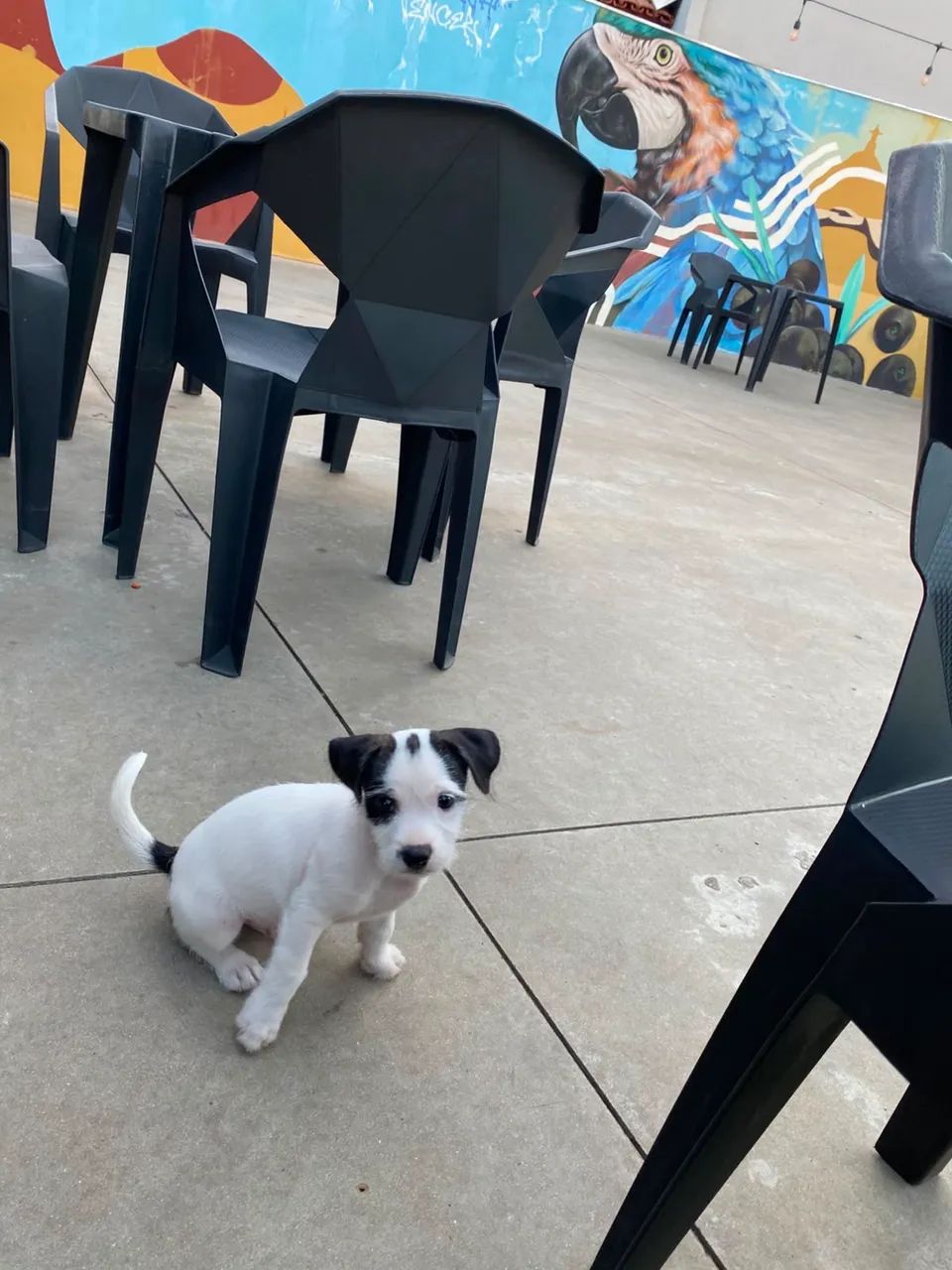 Adoção responsável- Cachorro  - Foto 2