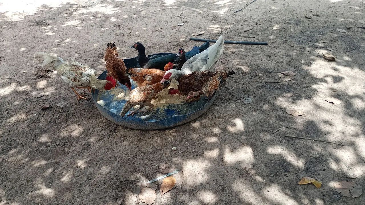 Galinhas e Casal de Pato - Foto 4