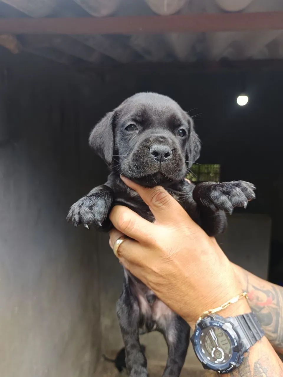 Filhotes de Cane Corso italiano machos - Foto 2