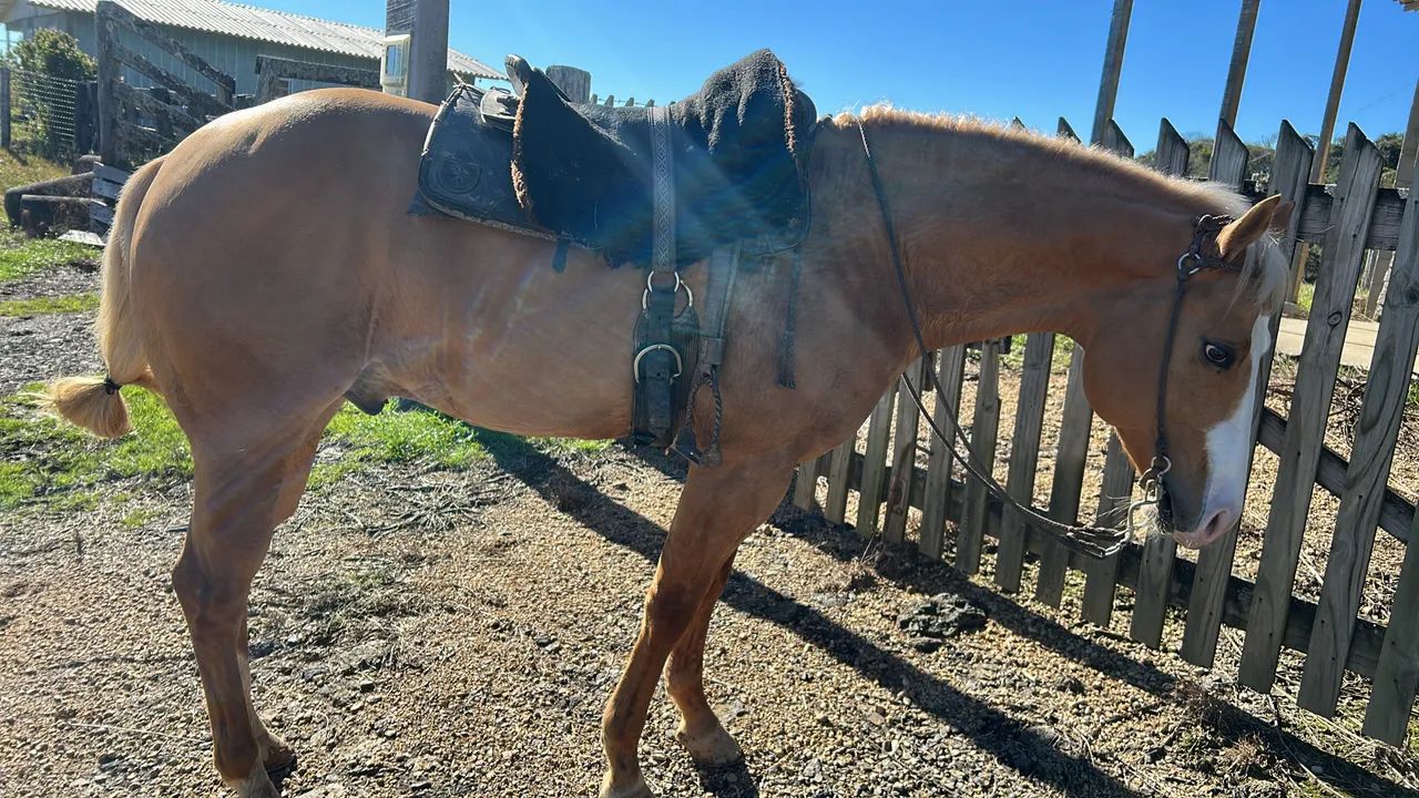Cavalo qm - Foto 2