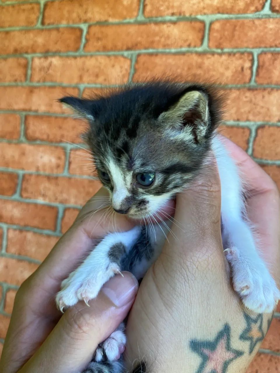 Gata para doação - Foto 2
