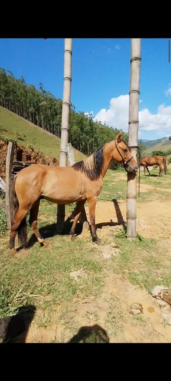 Potro baio diferenciado  - Foto 2