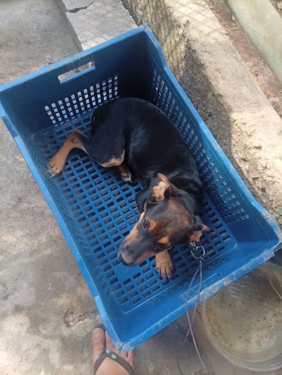 Doação responsável - Foto 2