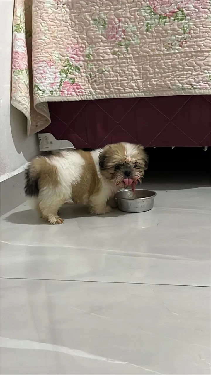 Shih tzu  - Foto 2