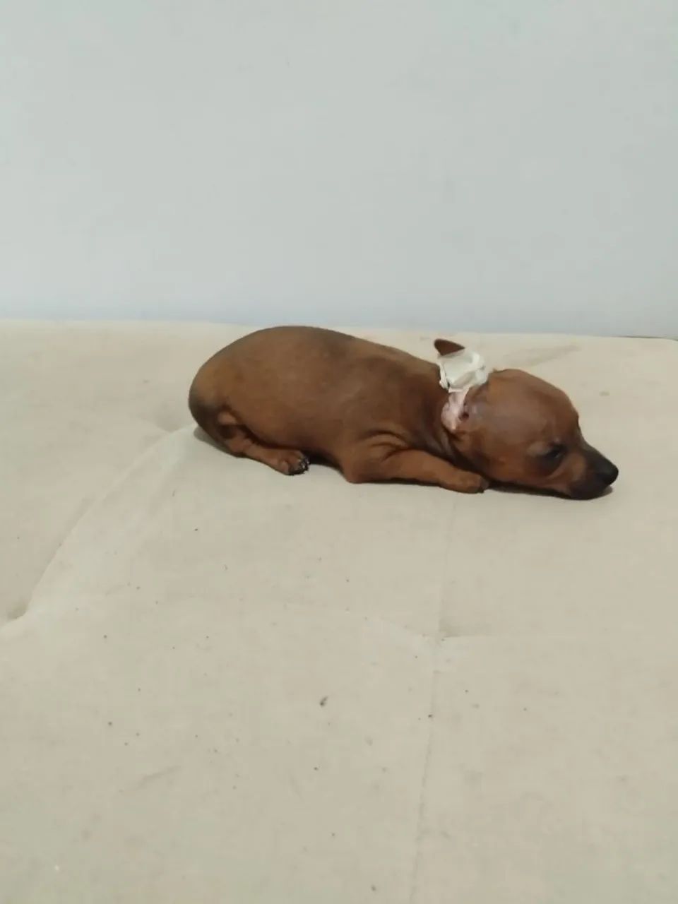 Vendo Pincher  - Foto 5