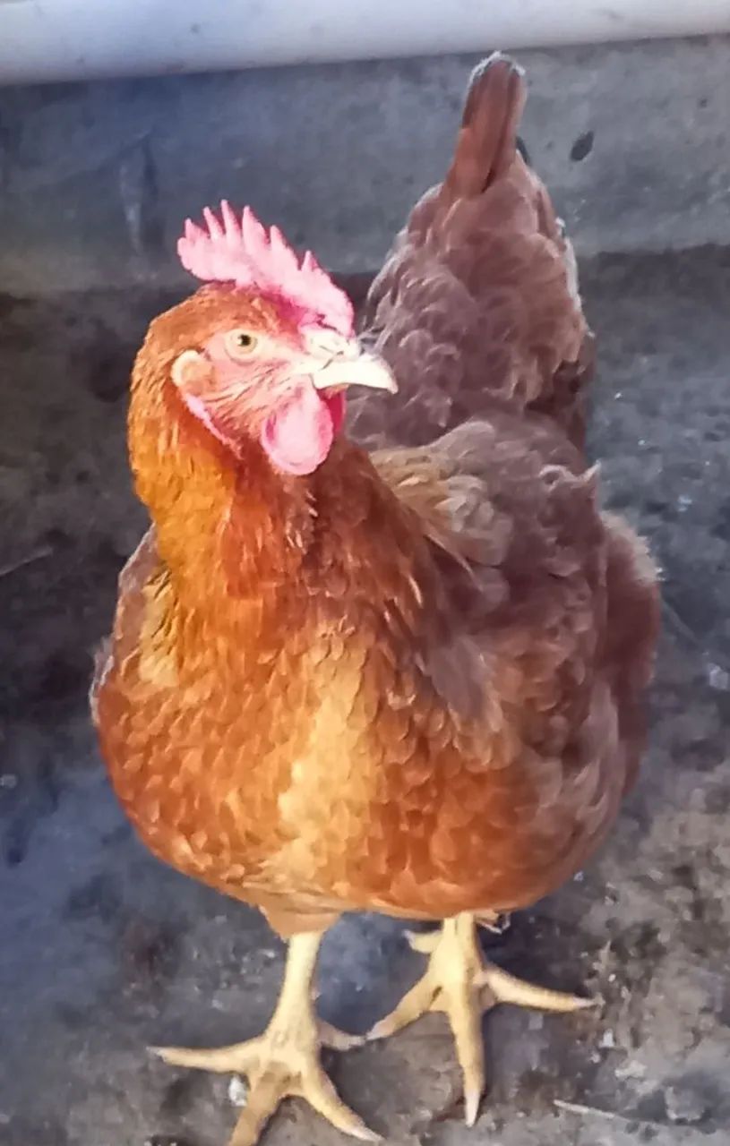 Galo e Galinha  - Foto 4