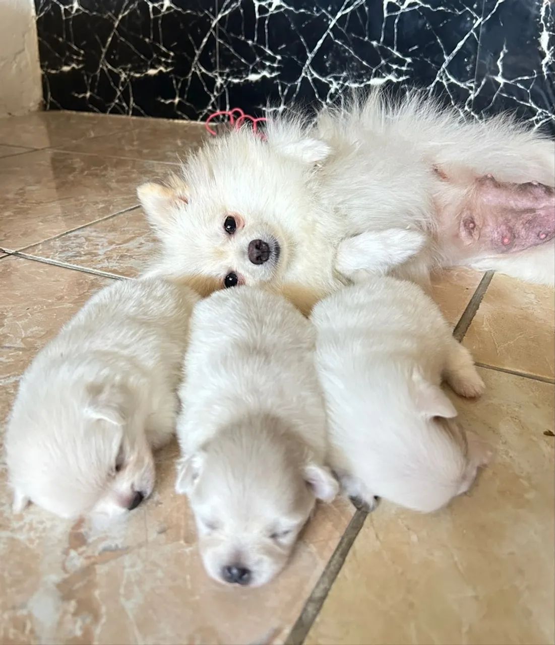 Spitz alemão 