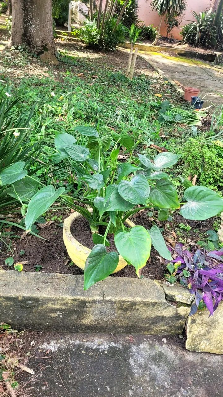 Plantas diversas  - Foto 5