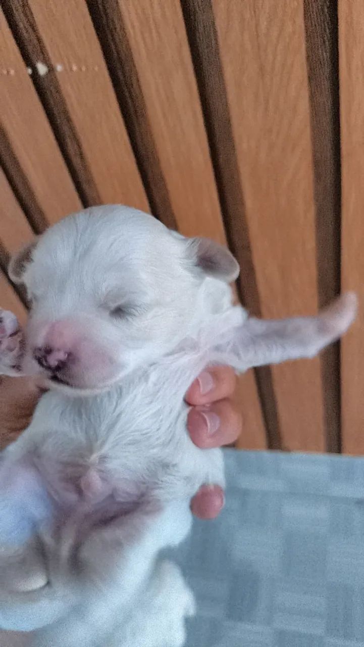 Vendo filhostes de poodle  - Foto 3