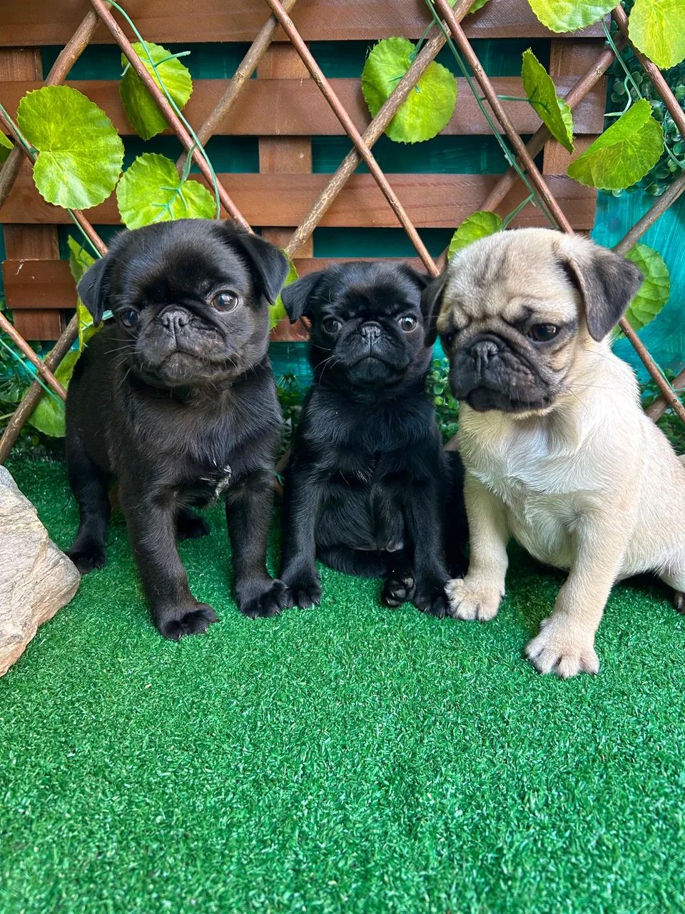 Pug Machos 