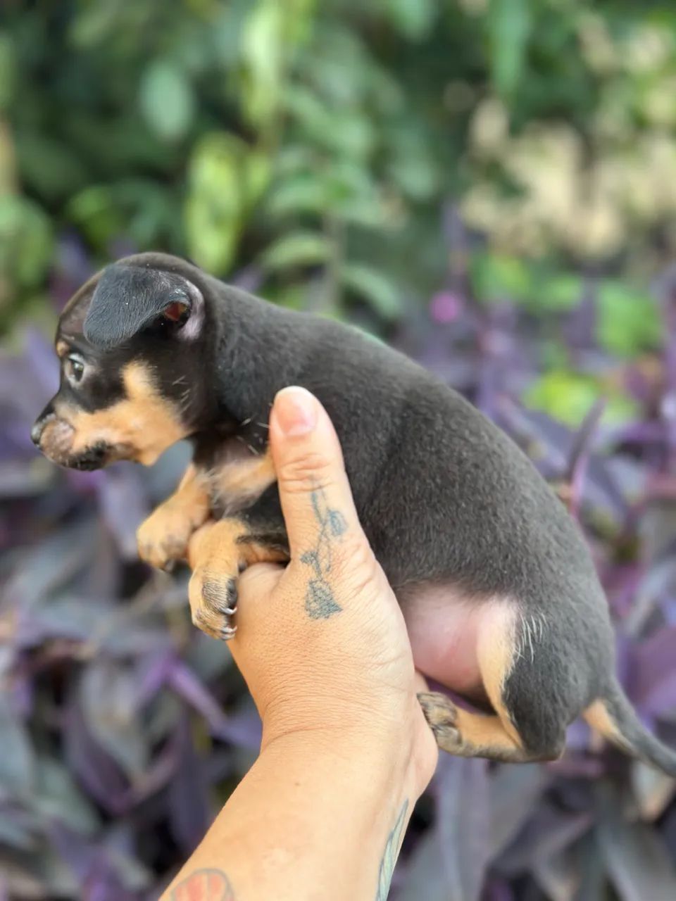 Pinscher  - Foto 2