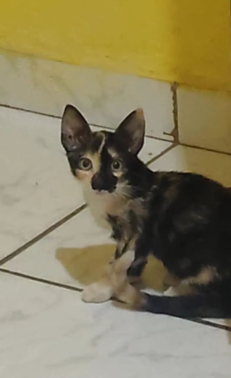 Doa-se gatinha 