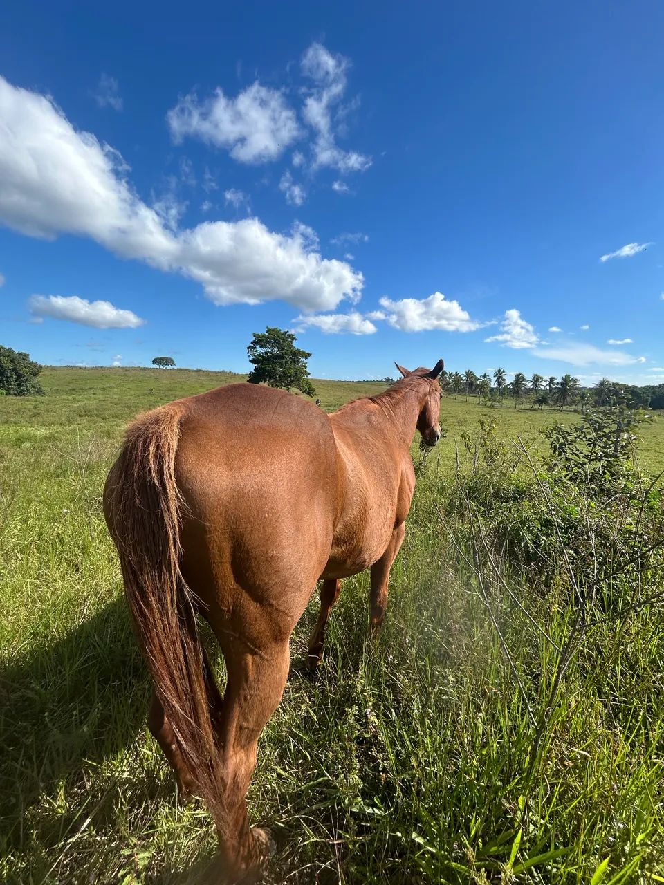 Égua de vaquejada - Foto 2