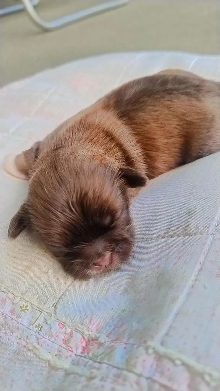 Cachorrinho Shih Tzu  - Foto 3