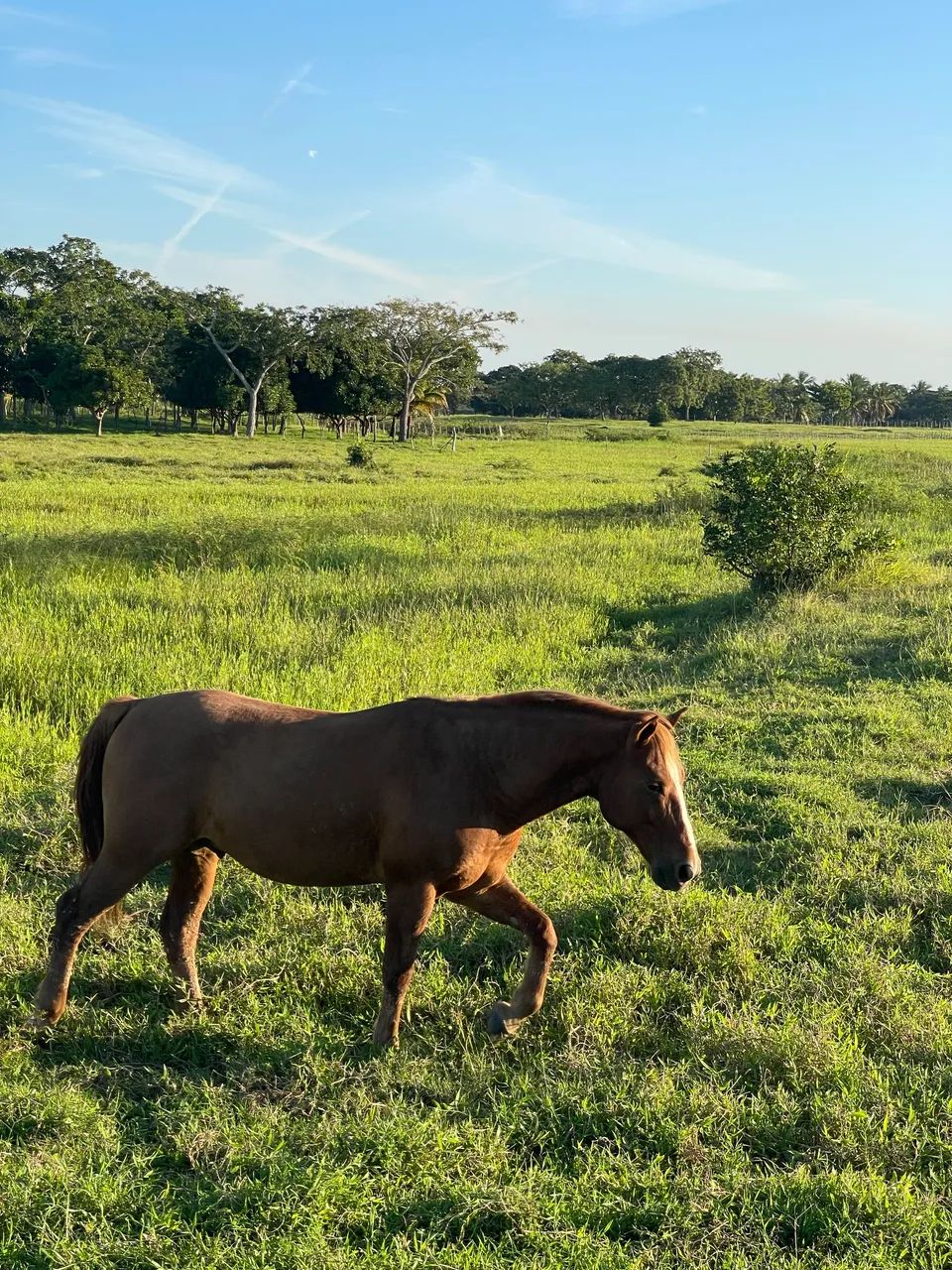 Cavalo mestiço 