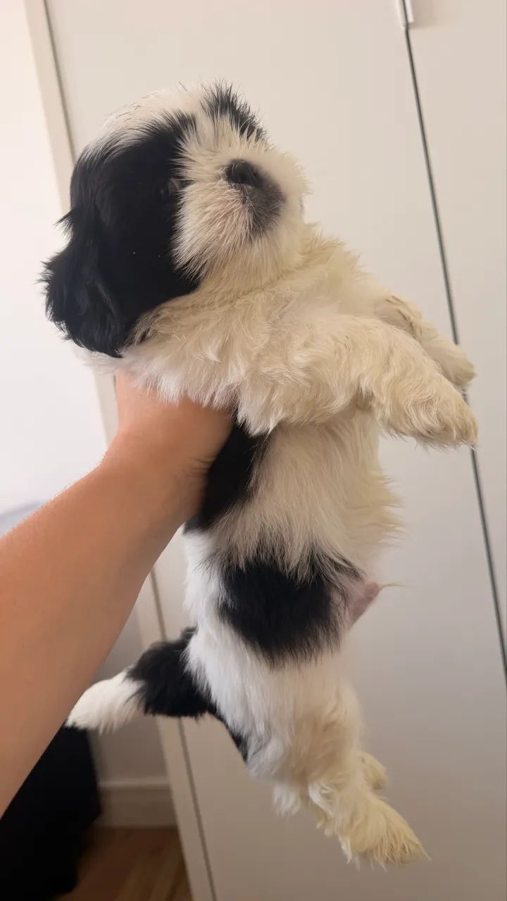 Shitzu mini mil reais  - Foto 4