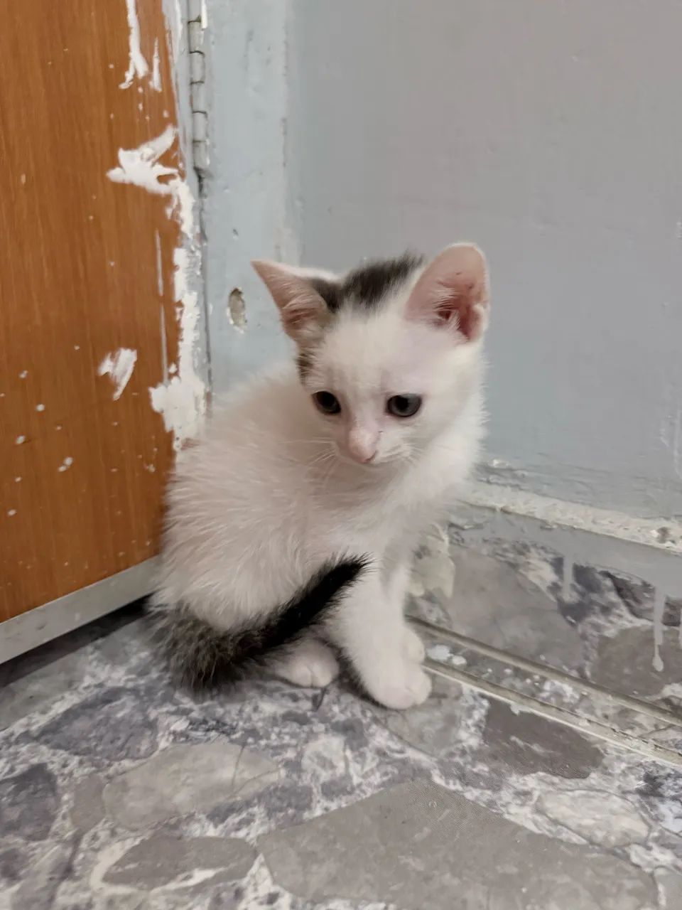 Doa-se lindos gatinhos - Foto 4