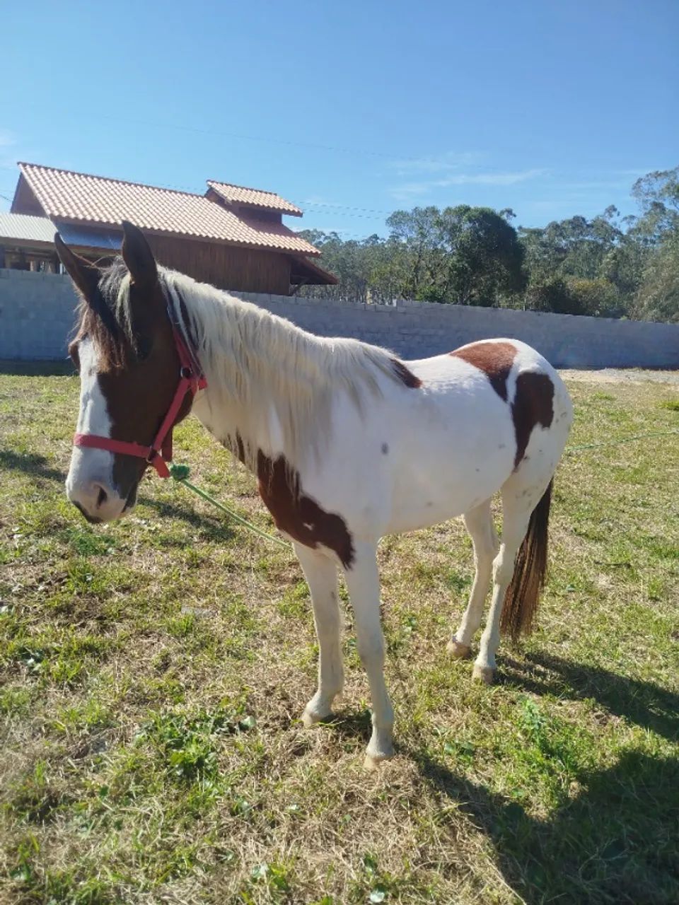Cavalo