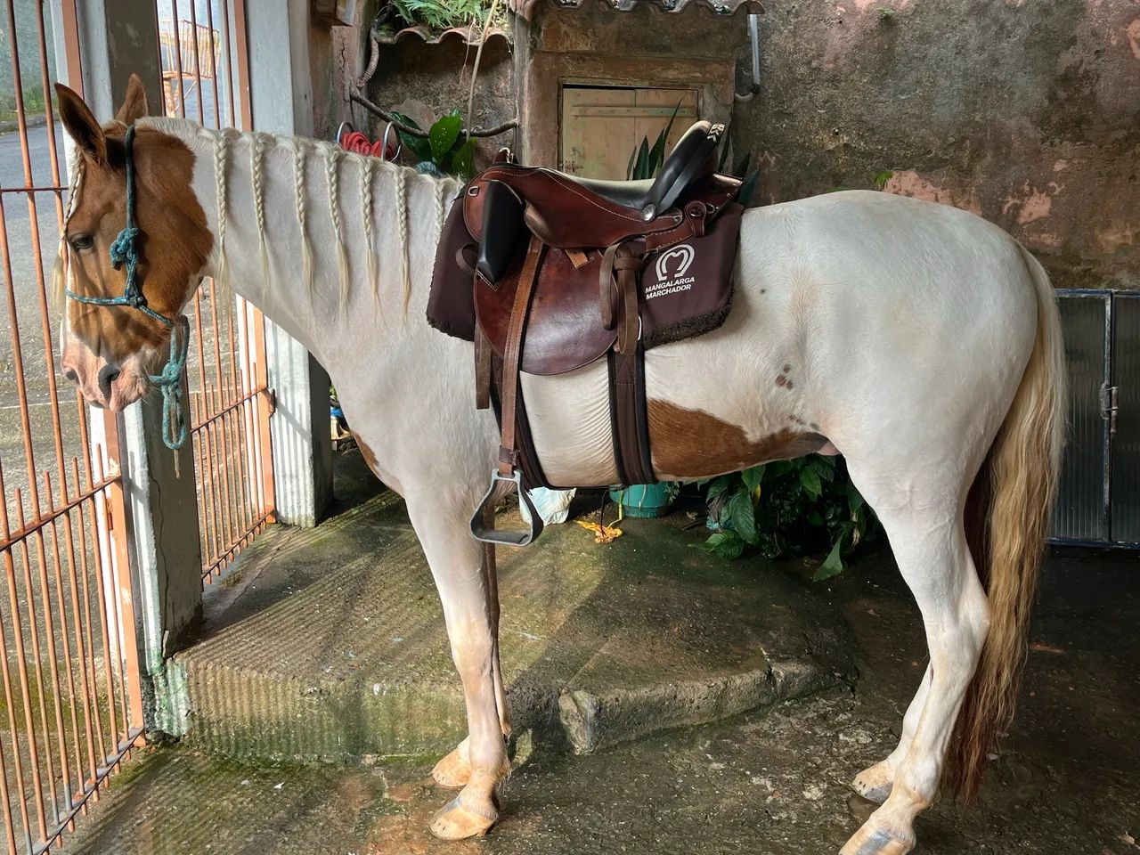 Cavalo  - Foto 2